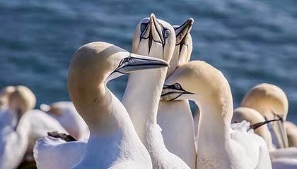 九游（jiuyou.com）游戏-法甲焦点战，精彩配合和精彩进球展示球队实力，法甲集锦