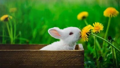 九游（jiuyou.com）游戏-法甲焦点战，精彩配合和精彩进球展示球队实力，法甲集锦