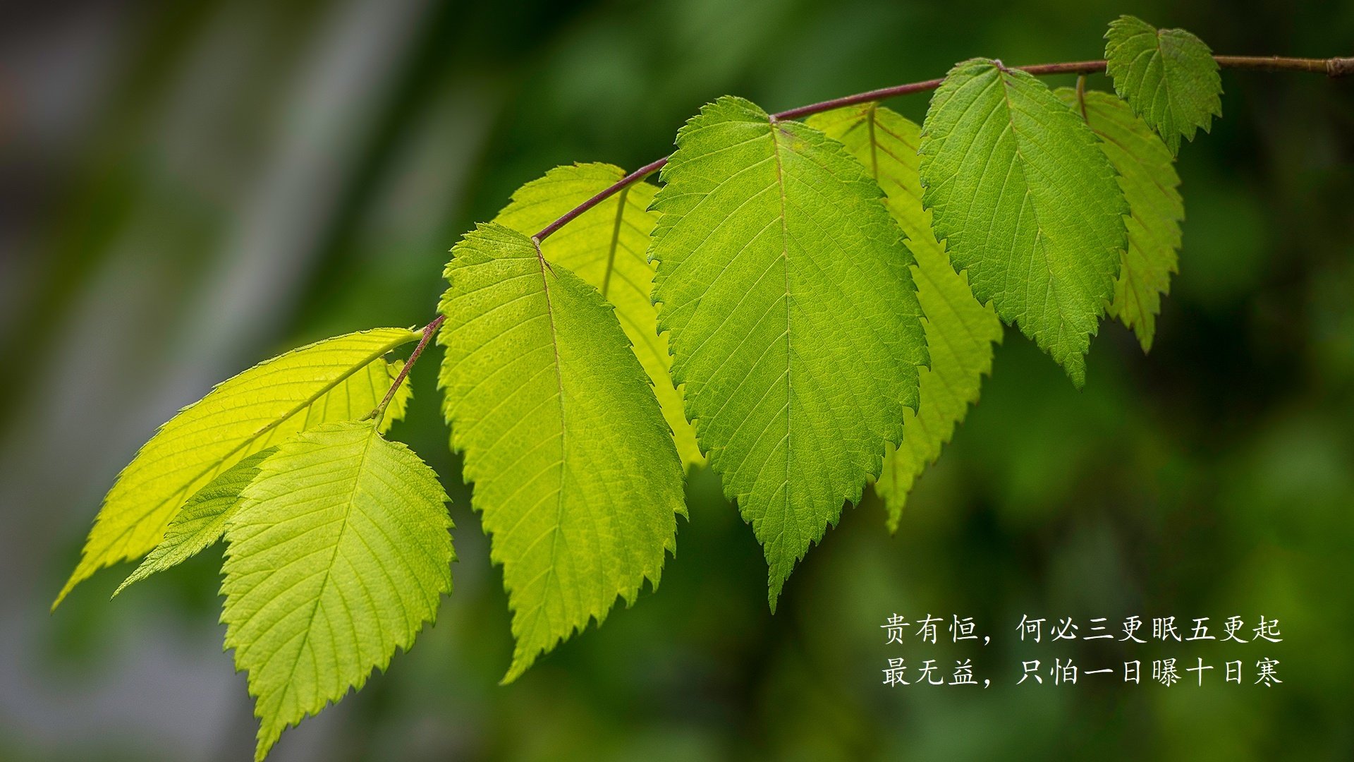 利物浦主场横扫尤文图斯，晋级半决赛，利物浦的比赛