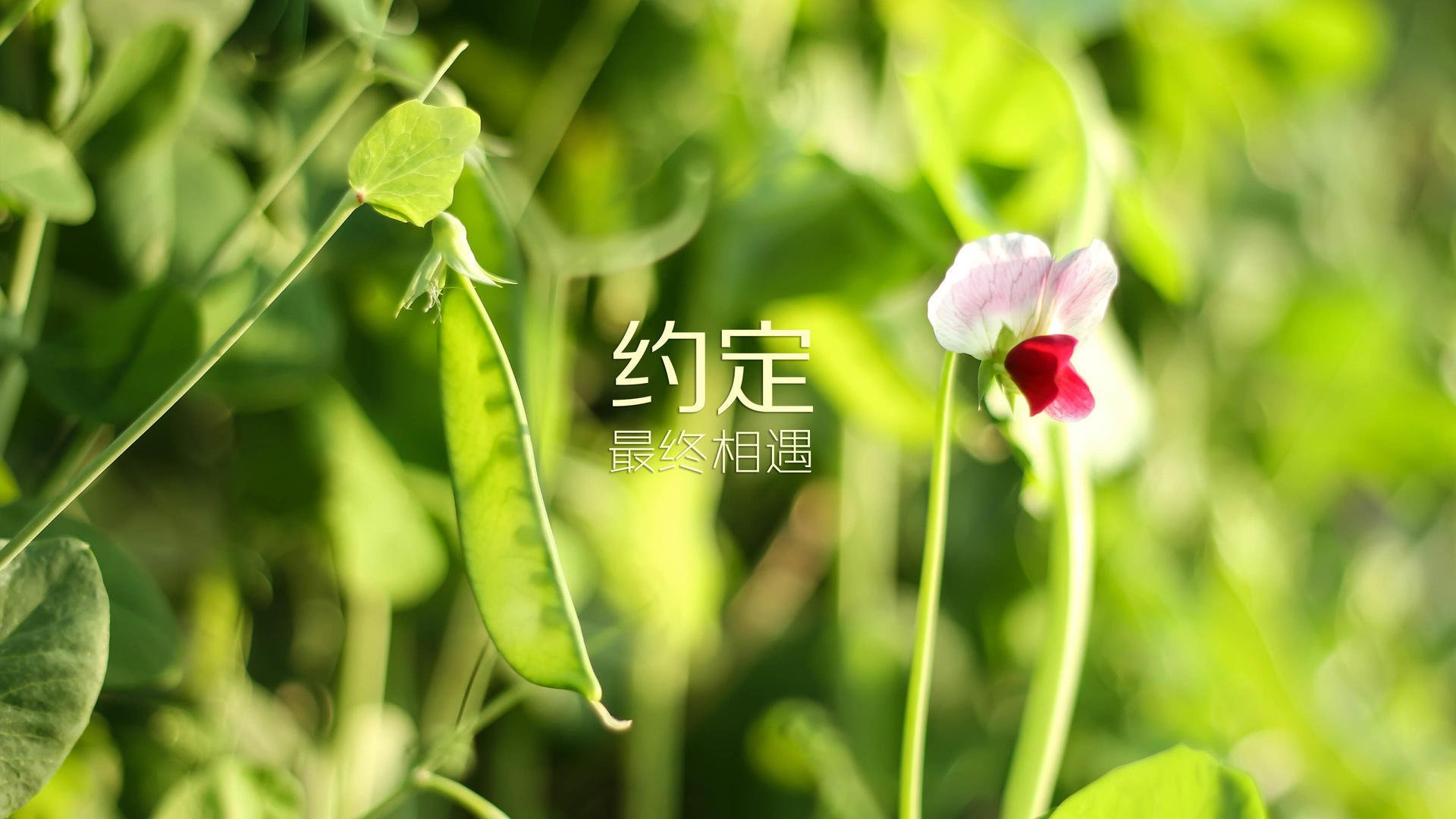 塞尔维亚青年联赛人才储备充足，塞尔维亚团队