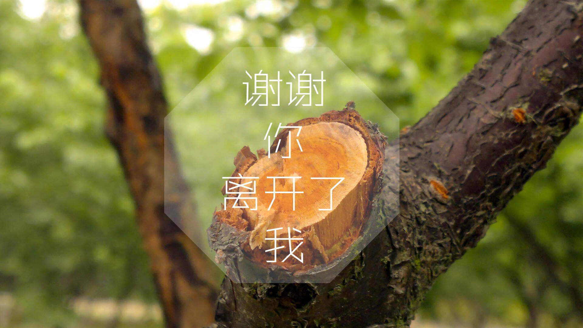 琉球黄金国王强势开局，连胜势头不减，琉球王国历代国王画像