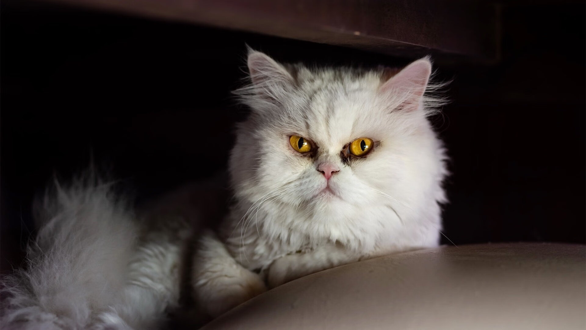 博卡青年反击犀利，打出经典南美节奏，博卡青年对竞技的比分预测