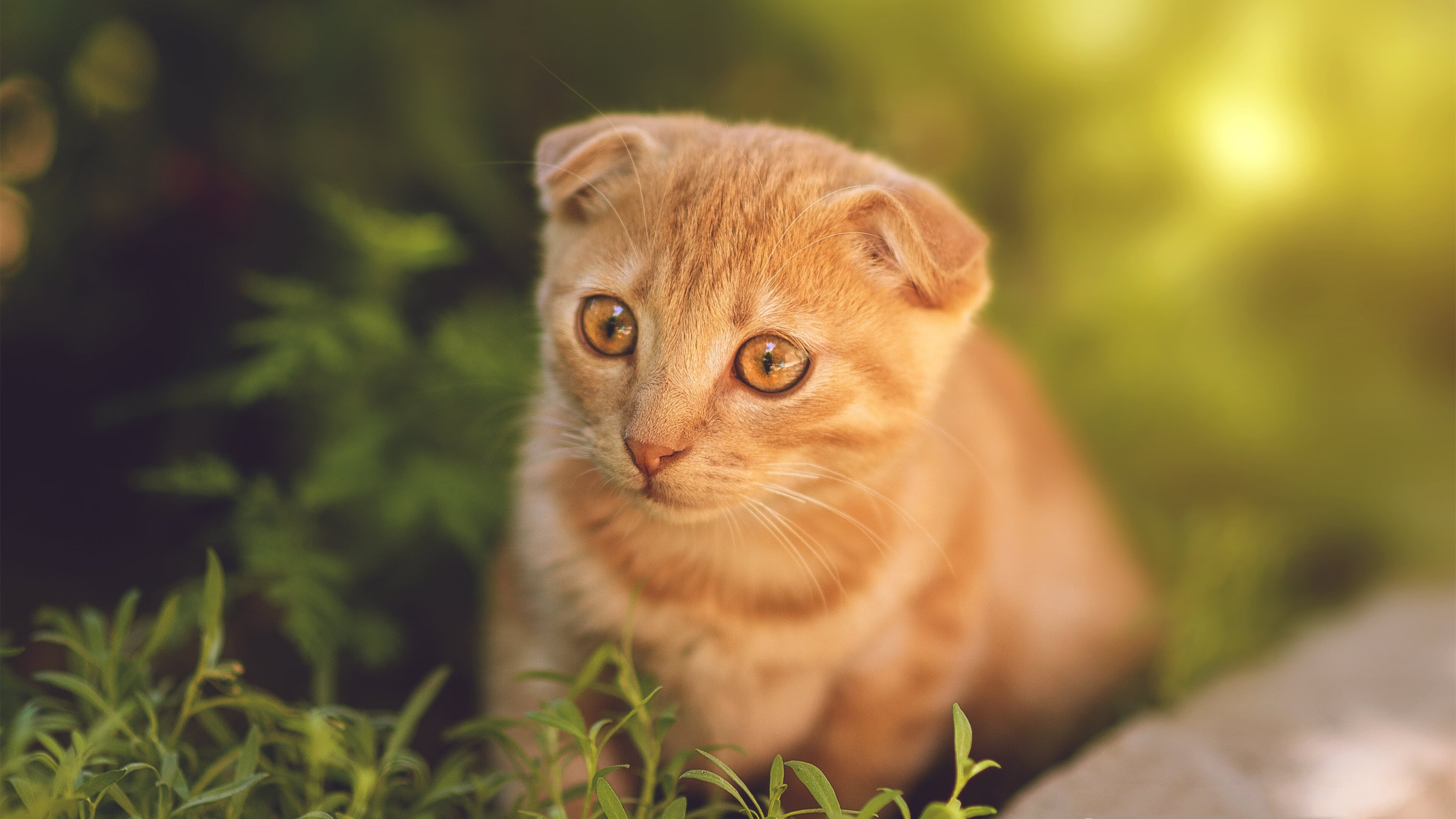 节奏是否是判断一支球队战术成熟度的关键参数,节奏型球员